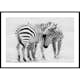 Poster Gallerix Zebras B&W
