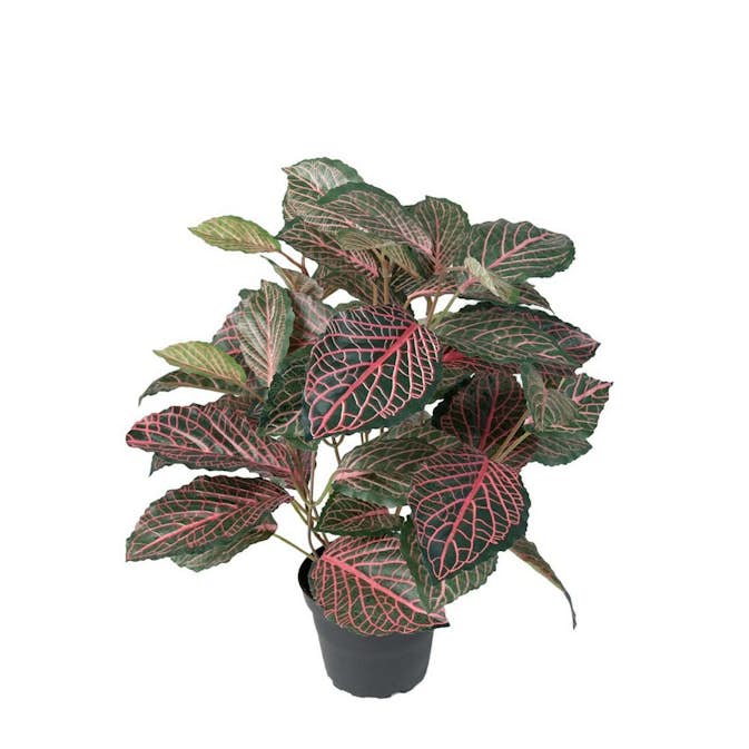 Konstväxt Fröken Fräken Fittonia Grön/Rosa