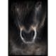 Poster Gallerix Horse Mule