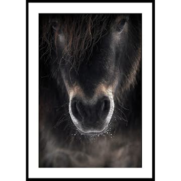 Poster Gallerix Horse Mule