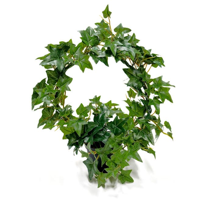 Konstväxt Fröken Fräken Murgröna Grön Uppbunden