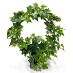 Konstväxt Fröken Fräken Murgröna Grön Rund Uppbunden