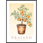 Poster Gallerix Praiano Amalfi Oranges