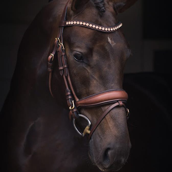 Dressyrträns Jacson Cleveland