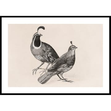 Poster Gallerix Gamble Quail By Charles Christian Nahl