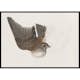 Poster Gallerix A Bird With Wings Spread By James Sowerby