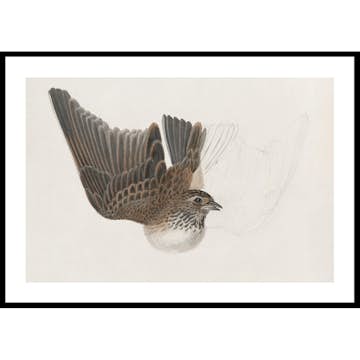 Poster Gallerix A Bird With Wings Spread By James Sowerby