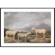 Poster Gallerix Ryelands Sheep The King's Ram The King's Ewe And Lord Somerville's Wether By James Ward