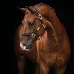 Grimma HANSBO SPORT The Equestrian Life Ponny