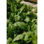 Posters Venture Home Green Leaf Grön