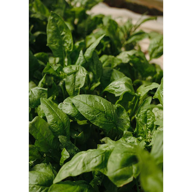 Posters Venture Home Green Leaf Grön