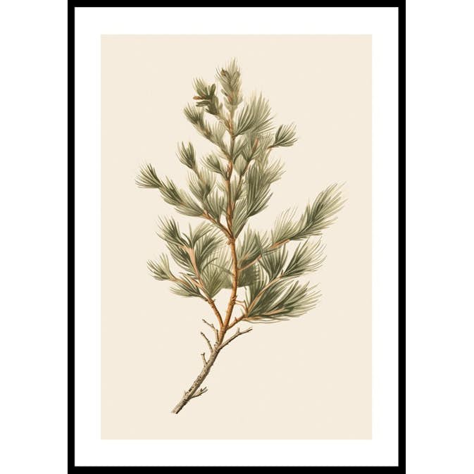 Poster Gallerix Fir Tree Branch