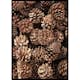 Poster Gallerix Fir Cones Close Up