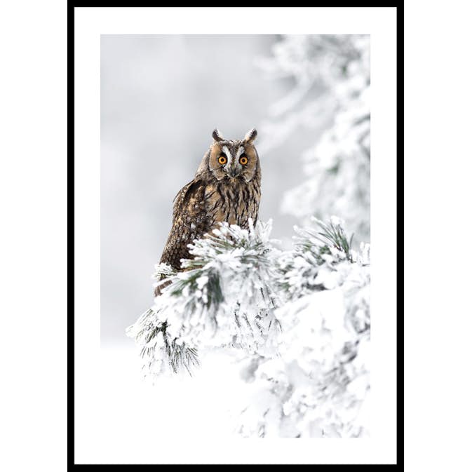 Poster Gallerix Owl On Snow Branch