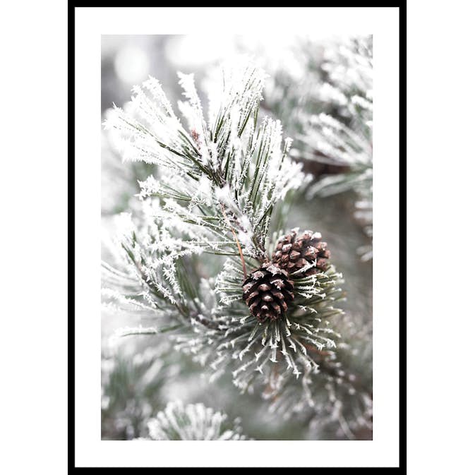Poster Gallerix Snowy Fir Branch