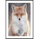 Poster Gallerix Red Fox