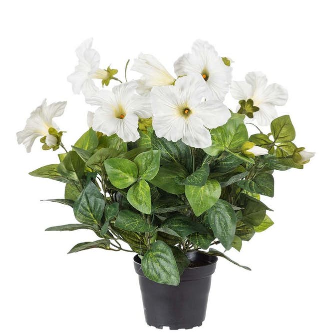 Konstväxt Fröken Fräken Petunia