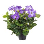 Konstväxt Fröken Fräken Petunia
