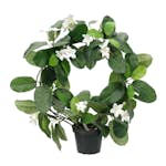 Konstväxt Fröken Fräken Doftranka Vit