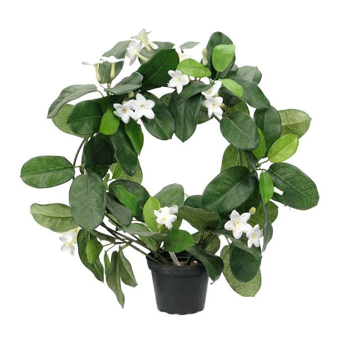 Konstväxt Fröken Fräken Doftranka Vit