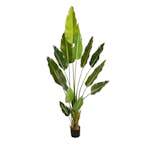 Konstväxt Lykke Bird of Paradise