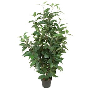 Konstväxt Fröken Fräken Fikus Benjamin Grön 80 cm