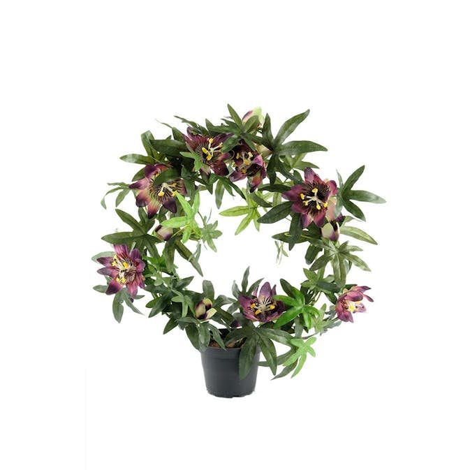 Konstväxt Fröken Fräken Passiflora