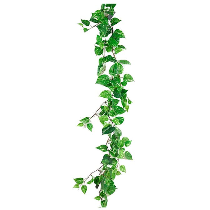 Konstväxt Fröken Fräken Gullranka Grön Girlang