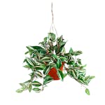 Konstväxt Fröken Fräken Tradescantia Grön