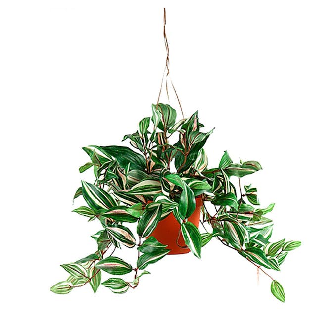 Konstväxt Fröken Fräken Tradescantia Grön