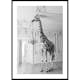 Poster Gallerix Giraffe Indoor B&W