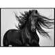 Poster Gallerix Black Horse Show No2