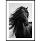 Poster Gallerix Black Horse Show No1