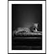 Poster Gallerix The Pet Leopard B&W