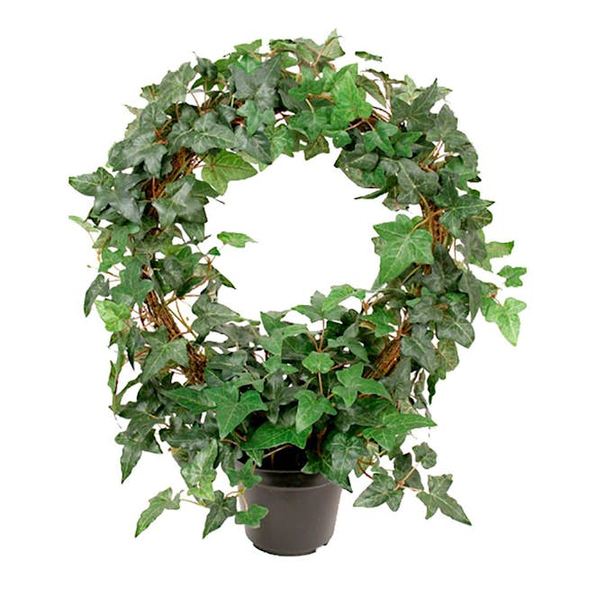 Konstväxt Fröken Fräken Murgröna Grön Uppbunden Rund
