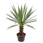 Konstväxt Fröken Fräken Agave Grön