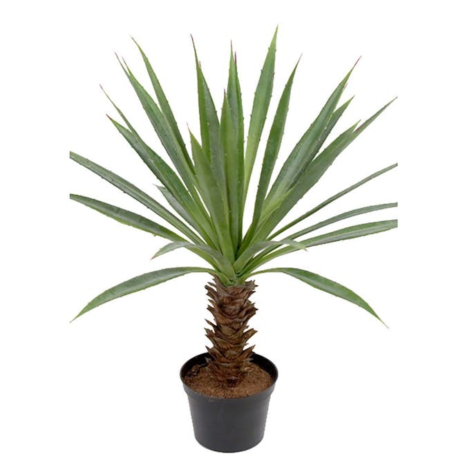 Konstväxt Fröken Fräken Agave Grön
