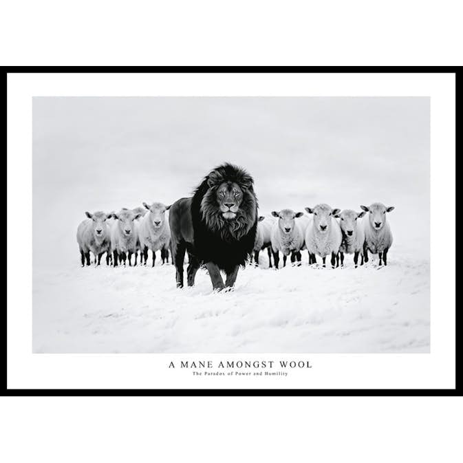 Poster Gallerix A Mane Amongst Wool