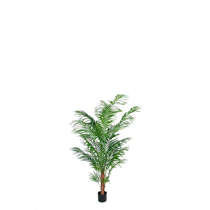 Konstväxt Fröken Fräken Areca Palm