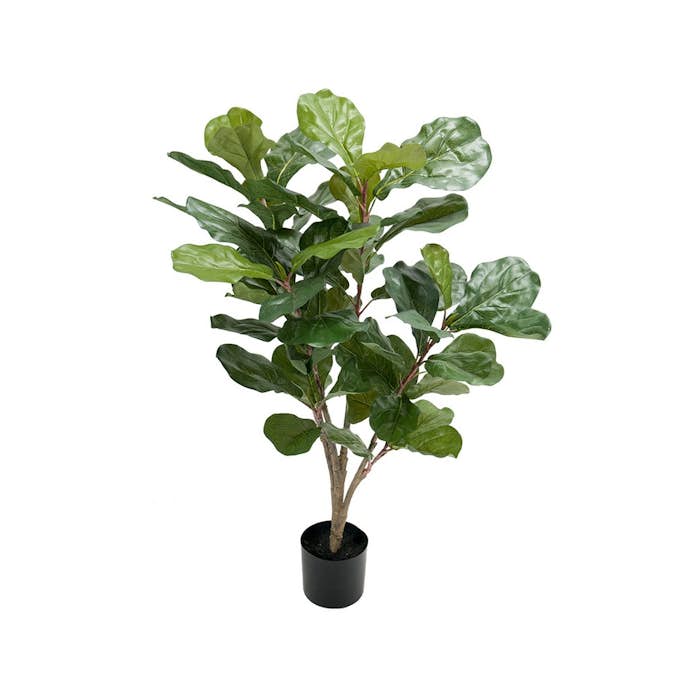 Konstväxt Fröken Fräken Fiolfikus