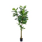 Konstväxt Fröken Fräken Fiolfikus