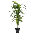 Konstväxt Fröken Fräken Dracena