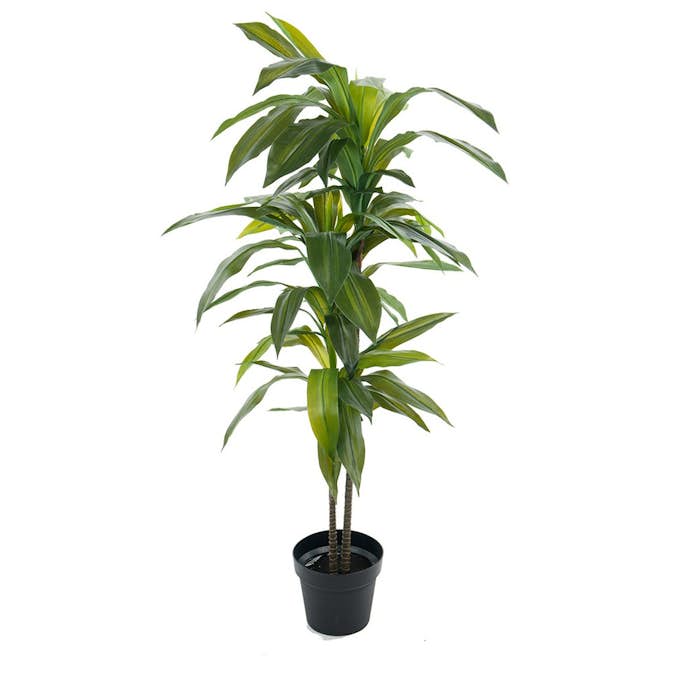 Konstväxt Fröken Fräken Dracena