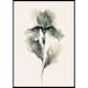 Poster Gallerix Aquarelle Bloom