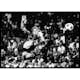 Poster Gallerix Zlatan Ibrahimovic FC barcelona 2009 B&W