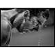 Poster Gallerix Michael Phelps 2016