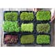 Odlingsmatta Turfquick Ruccola