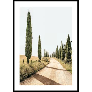 Poster Gallerix Tuscan Cypress Lane