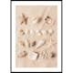 Poster Gallerix Coastal Shells