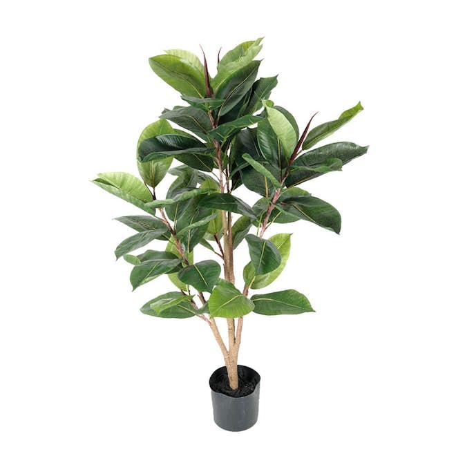 Konstväxt Fröken Fräken Fikus Robusta